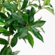 【直送】【人工観葉植物】アスカ/ローレルツリー #051A グリーン/A-50912-51※返品代引不可