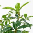 【直送】【人工観葉植物】アスカ/ローレルツリー #051A グリーン/A-50912-51※返品代引不可