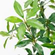 【直送】【人工観葉植物】アスカ/ローレルツリー #051A グリーン/A-50912-51※返品代引不可
