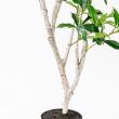【直送】【人工観葉植物】アスカ/ローレルツリー #051A グリーン/A-50912-51※返品代引不可