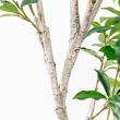 【直送】【人工観葉植物】アスカ/ローレルツリー #051A グリーン/A-50912-51※返品代引不可
