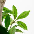 【直送】【人工観葉植物】アスカ/ローレルツリー #051A グリーン/A-50913-51※返品代引不可