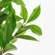 【直送】【人工観葉植物】アスカ/ローレルツリー #051A グリーン/A-50913-51※返品代引不可