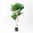 【直送】【人工観葉植物】アスカ/ローレルツリー #051A グリーン/A-50913-51※返品代引不可