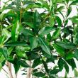 【直送】【人工観葉植物】アスカ/ローレルツリー #051A グリーン/A-50913-51※返品代引不可