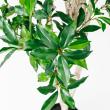 【直送】【人工観葉植物】アスカ/ローレルツリー #051A グリーン/A-50913-51※返品代引不可