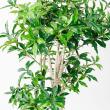 【直送】【人工観葉植物】アスカ/ローレルツリー #051A グリーン/A-50913-51※返品代引不可