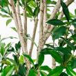 【直送】【人工観葉植物】アスカ/ローレルツリー #051A グリーン/A-50913-51※返品代引不可