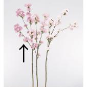 桜花 オニツカタイガーから「桜」モチーフの新作スニーカー、“大山友禅染”で