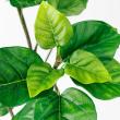 【直送】【人工観葉植物】アスカ/ウンベラータ(ポット付)/A-50936-051A ※返品代引不可