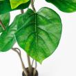 【直送】【人工観葉植物】アスカ/ウンベラータ(ポット付)/A-50936-051A ※返品代引不可