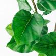 【直送】【人工観葉植物】アスカ/ウンベラータ(ポット付)/A-50936-051A ※返品代引不可