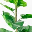 【直送】【人工観葉植物】アスカ/ウンベラータ(ポット付)/A-50936-051A ※返品代引不可