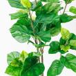 【直送】【人工観葉植物】アスカ/ウンベラータ(ポット付)/A-50936-051A ※返品代引不可