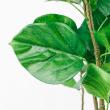 【直送】【人工観葉植物】アスカ/ウンベラータ(ポット付)/A-50936-051A ※返品代引不可