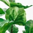 【直送】【人工観葉植物】アスカ/ウンベラータ(ポット付)/A-50936-051A ※返品代引不可