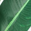 【直送】【人工観葉植物】アスカ/トラベルパーム(ポット付)/A-50950-051A ※返品代引不可