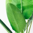 【直送】【人工観葉植物】アスカ/トラベルパーム(ポット付)/A-50950-051A ※返品代引不可