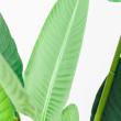 【直送】【人工観葉植物】アスカ/トラベルパーム(ポット付)/A-50950-051A ※返品代引不可