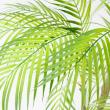 【直送】【人工観葉植物】アスカ/パーム(ポット付)/A-50969-51A ※返品キャンセル不可