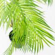 【直送】【人工観葉植物】アスカ/パーム(ポット付)/A-50969-51A ※返品キャンセル不可