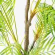 【直送】【人工観葉植物】アスカ/パーム(ポット付)/A-50969-51A ※返品キャンセル不可