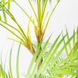 【直送】【人工観葉植物】アスカ/パーム(ポット付)/A-50969-51A ※返品キャンセル不可
