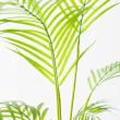 【直送】【人工観葉植物】アスカ/パーム(ポット付)/A-50969-51A ※返品キャンセル不可