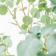 【直送】【人工観葉植物】アスカ/ユーカリ(ポット付) #063G グレイグリーン/A-50991-63G ※代引返品キャンセル不可