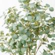 【直送】【人工観葉植物】アスカ/ユーカリ(ポット付)/A-50992-63G ※返品キャンセル不可
