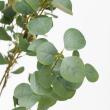 【直送】【人工観葉植物】アスカ/ユーカリ(ポット付)/A-50992-63G ※返品キャンセル不可