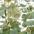 【直送】【人工観葉植物】アスカ/ユーカリ(ポット付)/A-50992-63G ※返品キャンセル不可