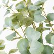 【直送】【人工観葉植物】アスカ/ユーカリ(ポット付)/A-50992-63G ※返品キャンセル不可