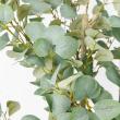 【直送】【人工観葉植物】アスカ/ユーカリ(ポット付)/A-50992-63G ※返品キャンセル不可