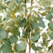 【直送】【人工観葉植物】アスカ/ユーカリ(ポット付)/A-50992-63G ※返品キャンセル不可