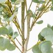 【直送】【人工観葉植物】アスカ/ユーカリ(ポット付)/A-50992-63G ※返品キャンセル不可