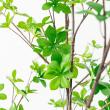 【直送】【人工観葉植物】アスカ/ドウダン(ポット付)/A-50994-51A ※返品キャンセル不可