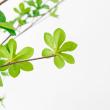 【直送】【人工観葉植物】アスカ/ドウダン(ポット付)/A-50994-51A ※返品キャンセル不可