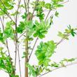 【直送】【人工観葉植物】アスカ/ドウダン(ポット付)/A-50994-51A ※返品キャンセル不可