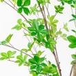 【直送】【人工観葉植物】アスカ/ドウダン(ポット付)/A-50994-51A ※返品キャンセル不可
