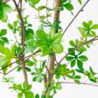 【直送】【人工観葉植物】アスカ/ドウダン(ポット付)/A-50994-51A ※返品キャンセル不可