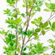 【直送】【人工観葉植物】アスカ/ドウダン(ポット付)/A-50994-51A ※返品キャンセル不可