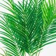 【直送】【人工観葉植物】アスカ/アレカパーム(ポット付) グリーン/A-51026-51A ※返品・代引・キャンセル不可