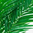 【直送】【人工観葉植物】アスカ/アレカパーム(ポット付) グリーン/A-51026-51A ※返品・代引・キャンセル不可