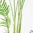【直送】【人工観葉植物】アスカ/アレカパーム(ポット付) グリーン/A-51026-51A ※返品・代引・キャンセル不可