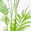 【直送】【人工観葉植物】アスカ/アレカパーム(ポット付) グリーン/A-51026-51A ※返品・代引・キャンセル不可