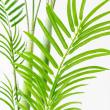 【直送】【人工観葉植物】アスカ/アレカパーム(ポット付) グリーン/A-51026-51A ※返品・代引・キャンセル不可