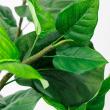 【直送】【人工観葉植物】アスカ/ウンベラータ(ポット付) グリーン/A-51028-51A ※返品・代引・キャンセル不可