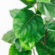 【直送】【人工観葉植物】アスカ/ウンベラータ(ポット付) グリーン/A-51028-51A ※返品・代引・キャンセル不可