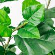 【直送】【人工観葉植物】アスカ/ウンベラータ(ポット付) グリーン/A-51028-51A ※返品・代引・キャンセル不可